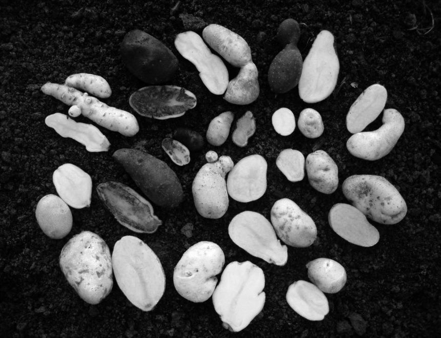The Order of Potatoes. On Purity and Variation in Plant Breeding